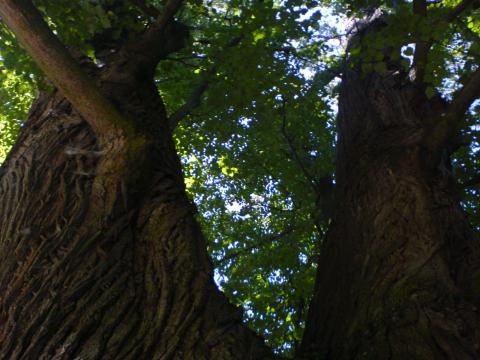 400-letý strom.

na fotce jsou: 