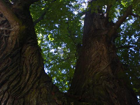 400-letý strom. Podruhé.

na fotce jsou: 